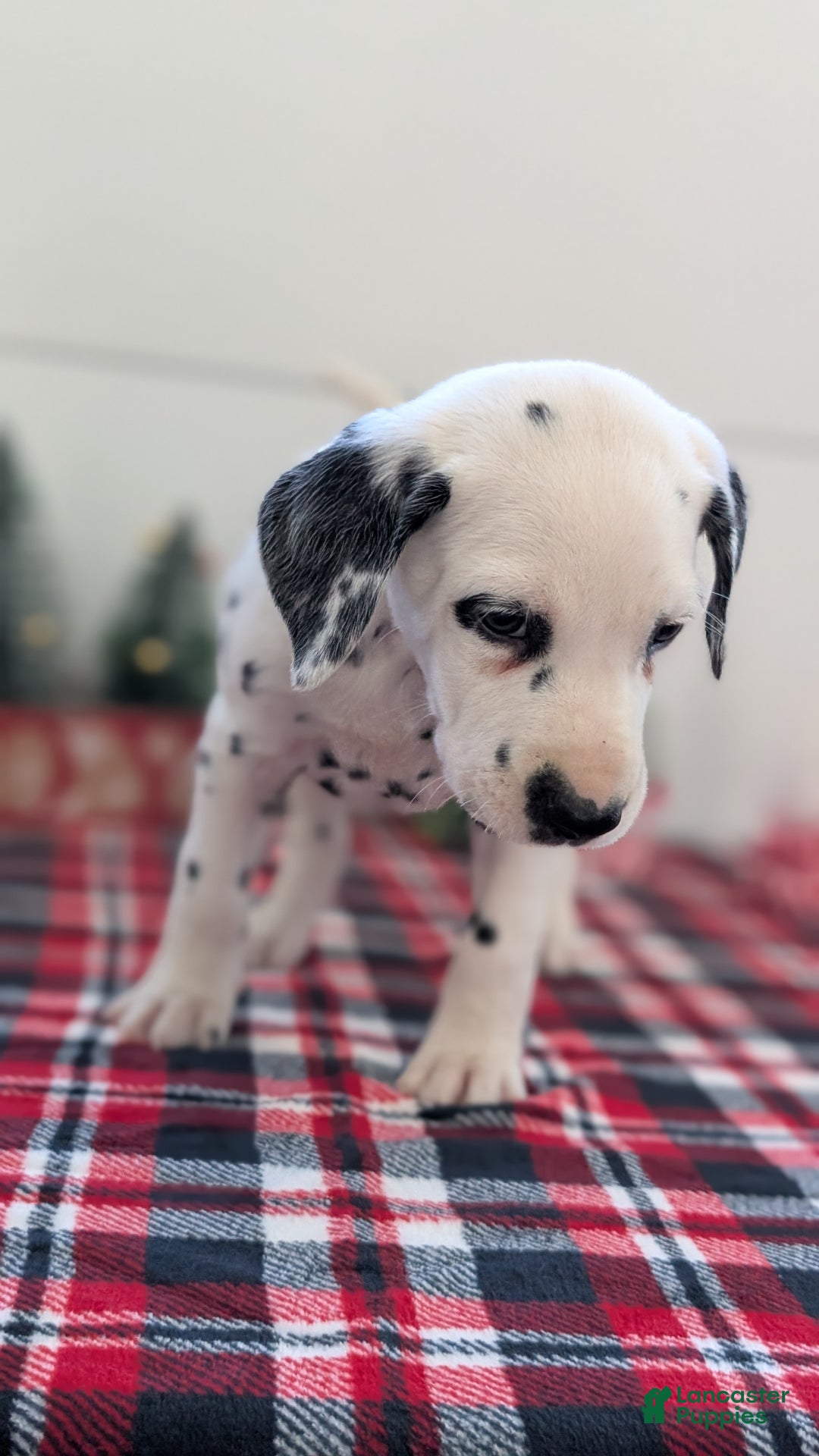 Dalmatian dogs for sale: Barney - Ad 4