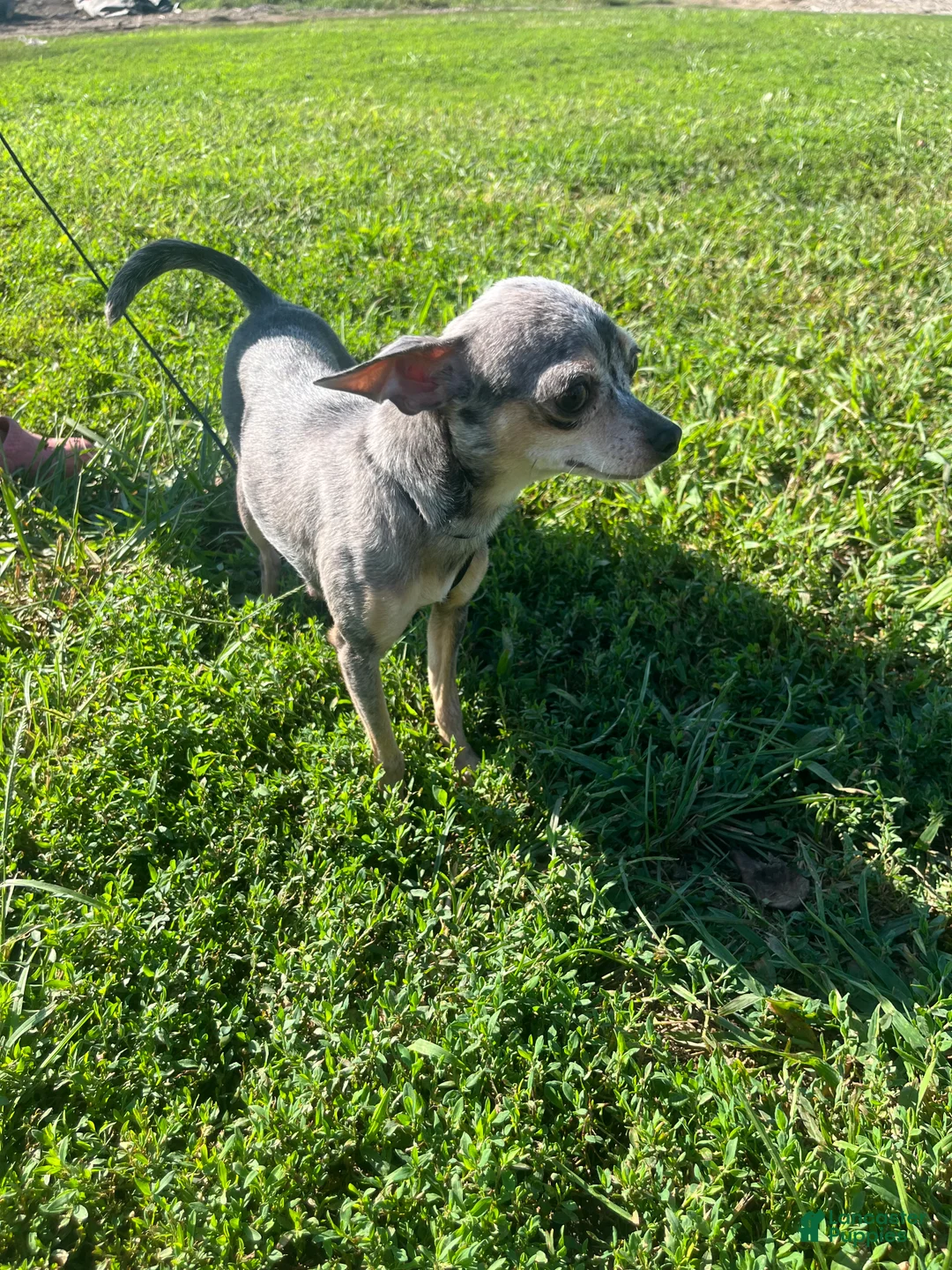 Chihuahua dogs for sale: Butterball - Ad 4