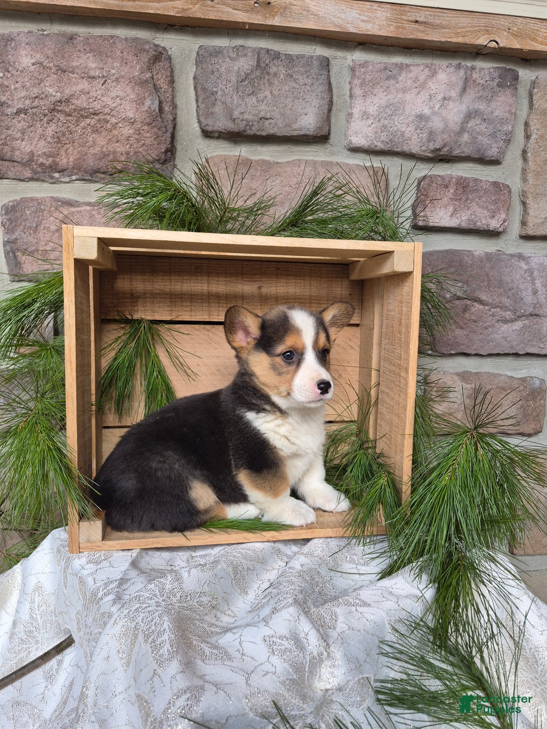 Welsh Corgi Pembroke dogs for sale: Rascal - Ad 3
