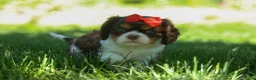 Cavalier King Charles Spaniel dogs for sale: Bentley 🐾🐶 - Ad 6