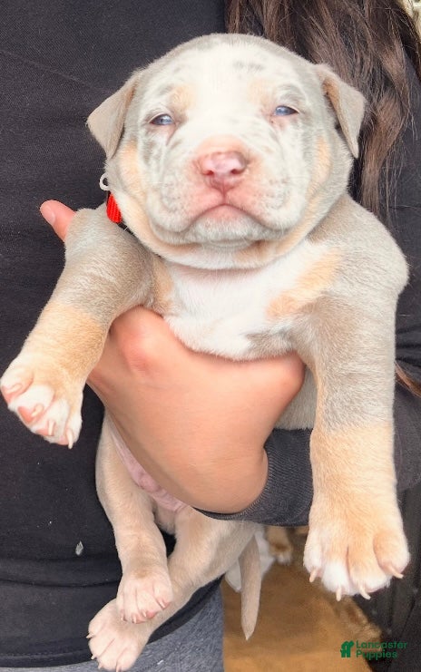 American Bully dogs Junior - Ad 13