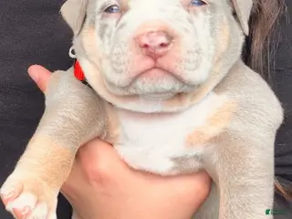 American Bully dogs Junior - Ad 35