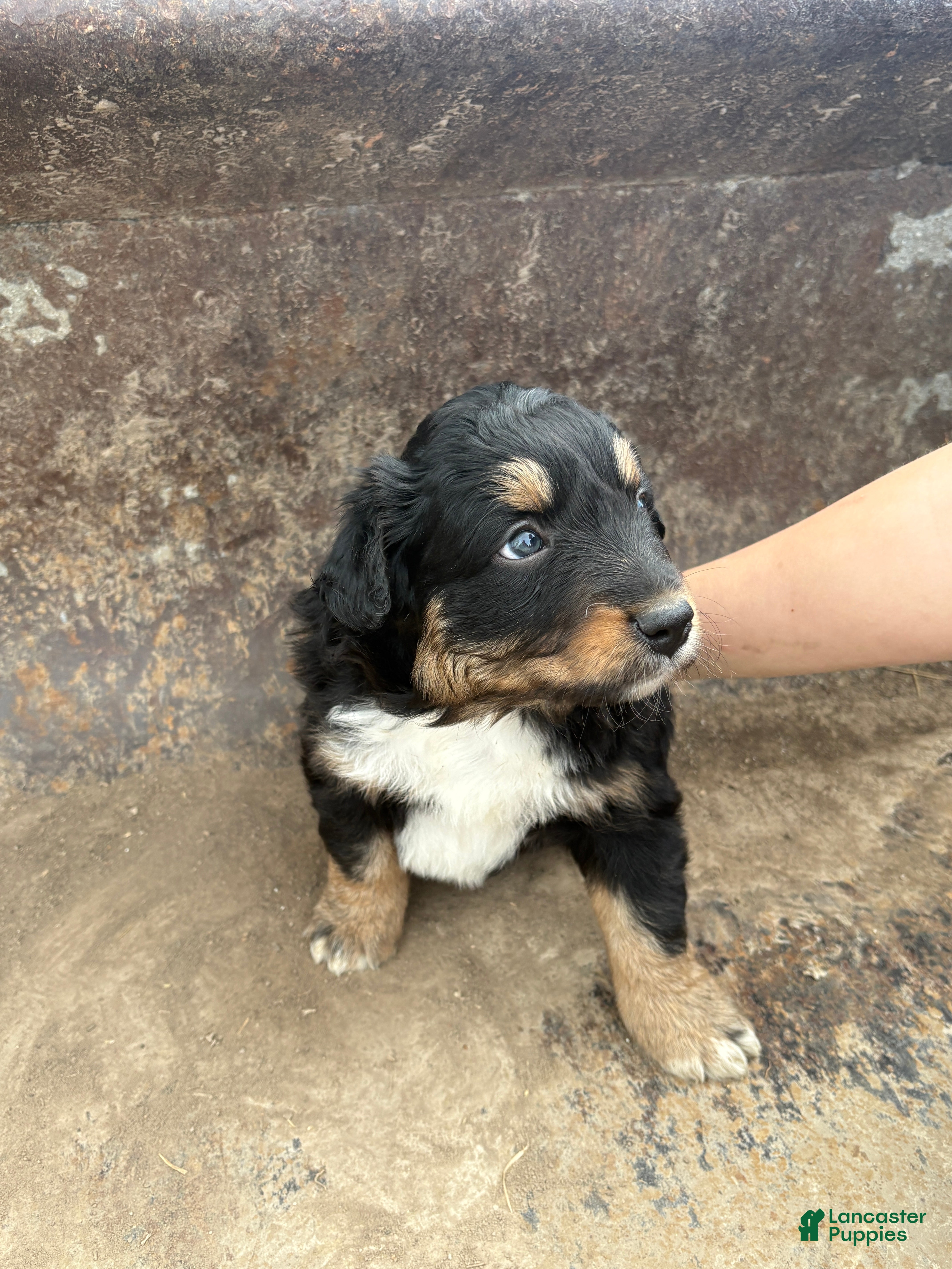 Miniature Australian Shepherd dogs Black Tri Male - Ad 2