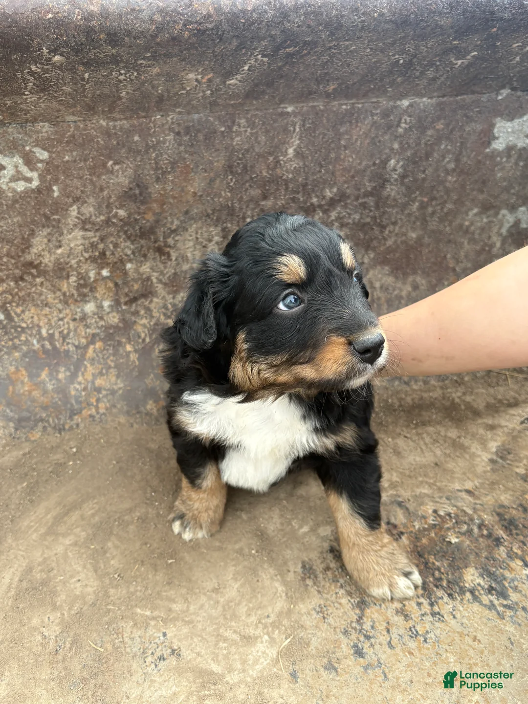 Miniature Australian Shepherd dogs for sale: Black Tri Male - Ad 2