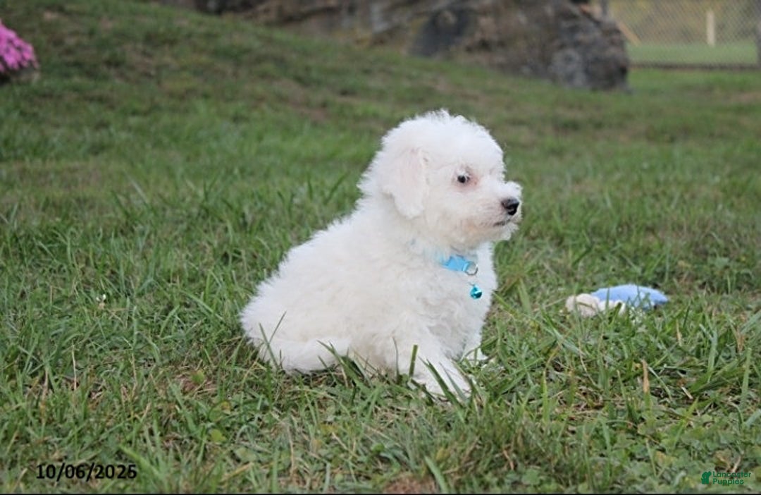 Bichon Frise dogs for sale: Carson - Ad 5