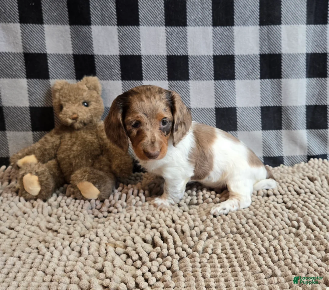 Miniature Dachshund dogs for sale: Dottie - Ad 4