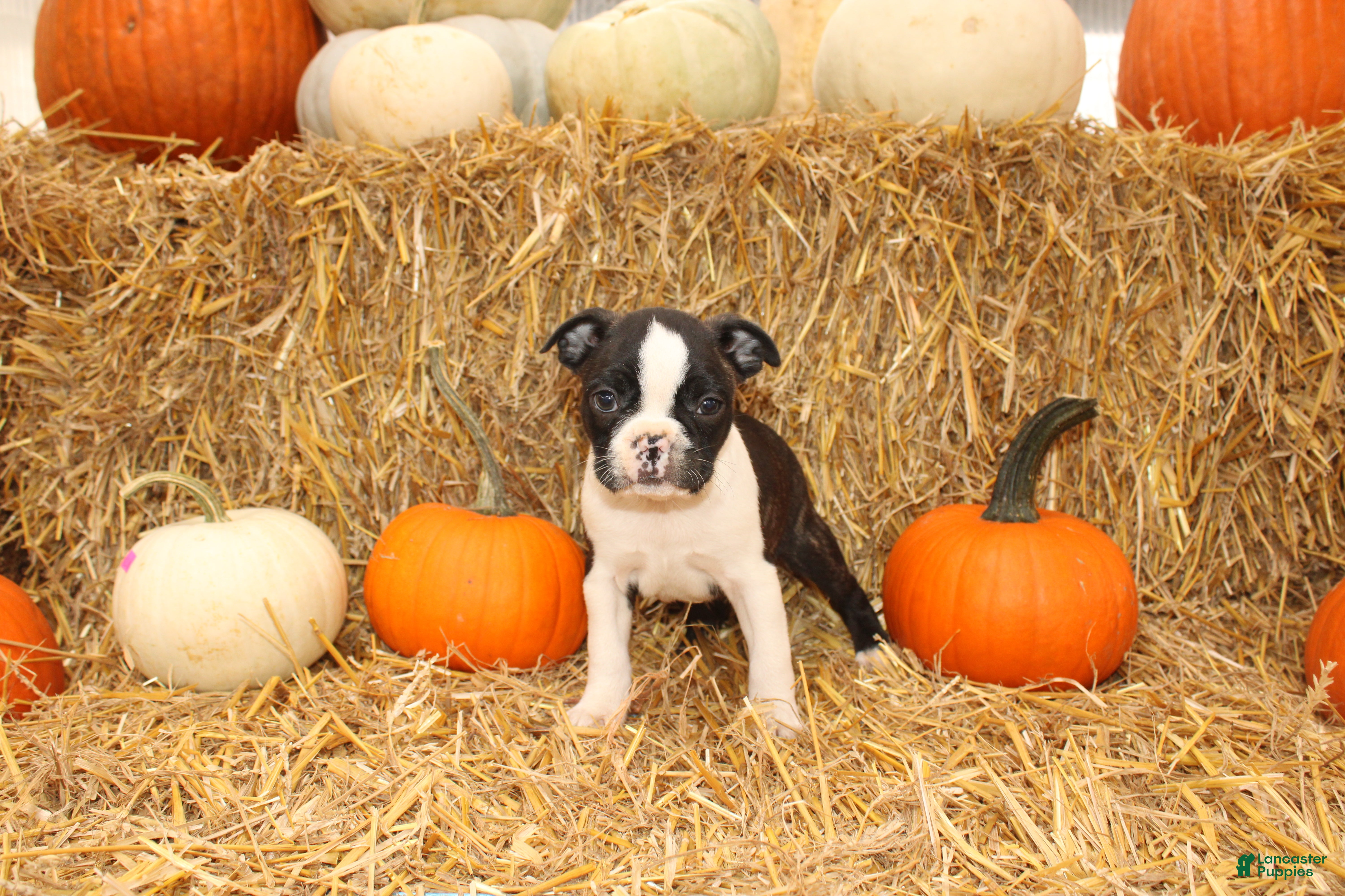 Boston Terrier dogs Justin - Ad 2