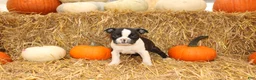 Boston Terrier dogs for sale: Justin - Ad 2