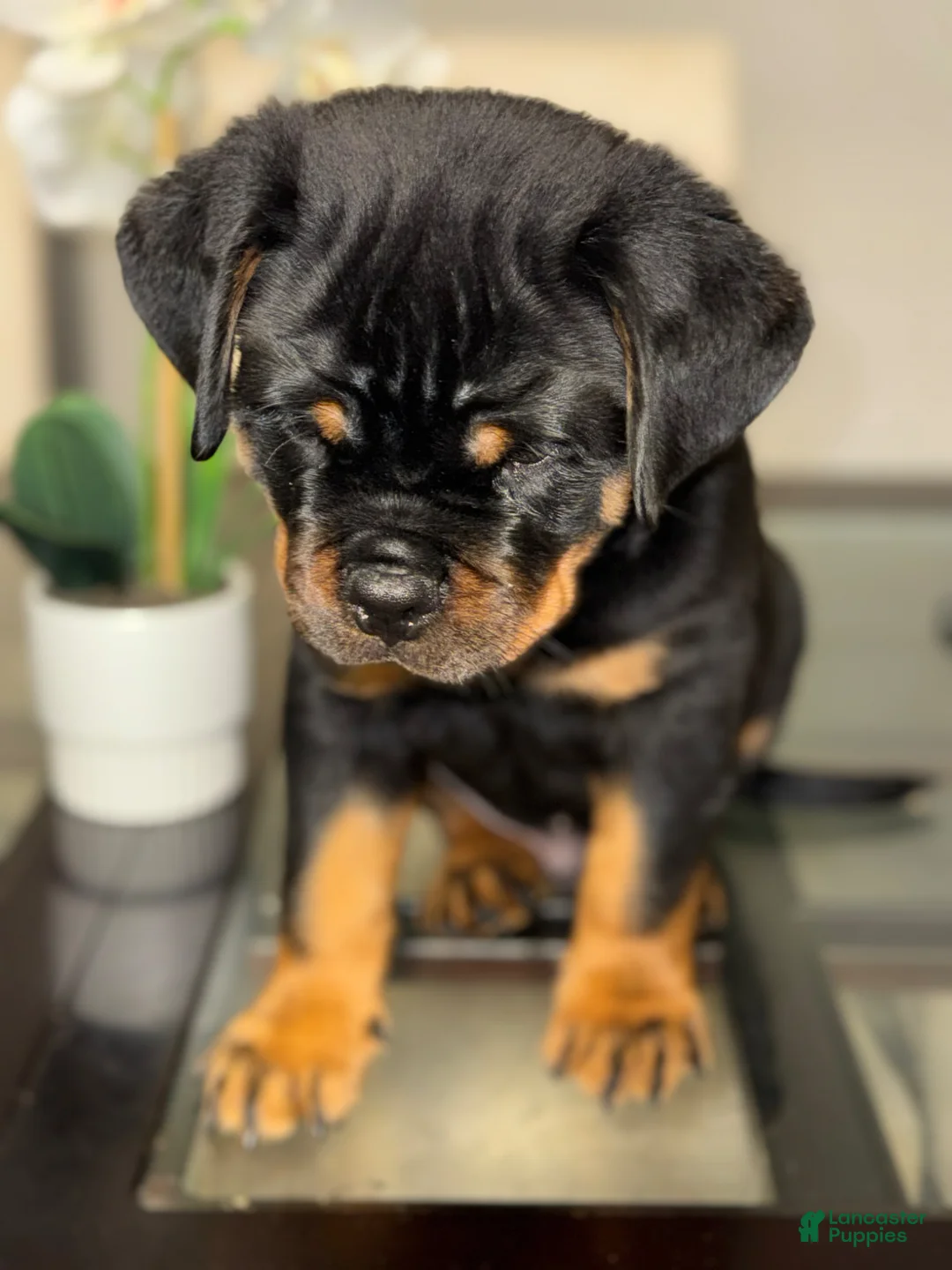 Rottweiler dogs for sale: Chip  - Ad 2