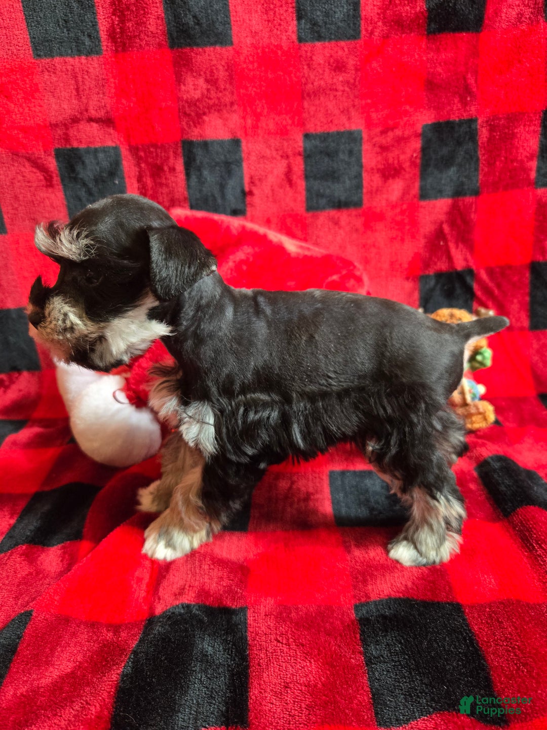 Miniature Schnauzer dogs for sale: Holly - Ad 4