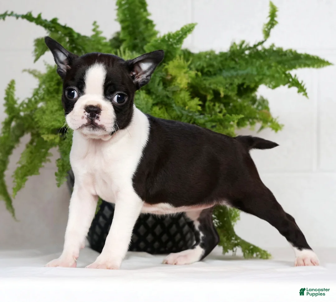 Boston Terrier dogs for sale: Jody - Ad 3