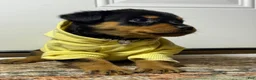 Rottweiler dogs for sale: Rottweiler 10 - Ad 12