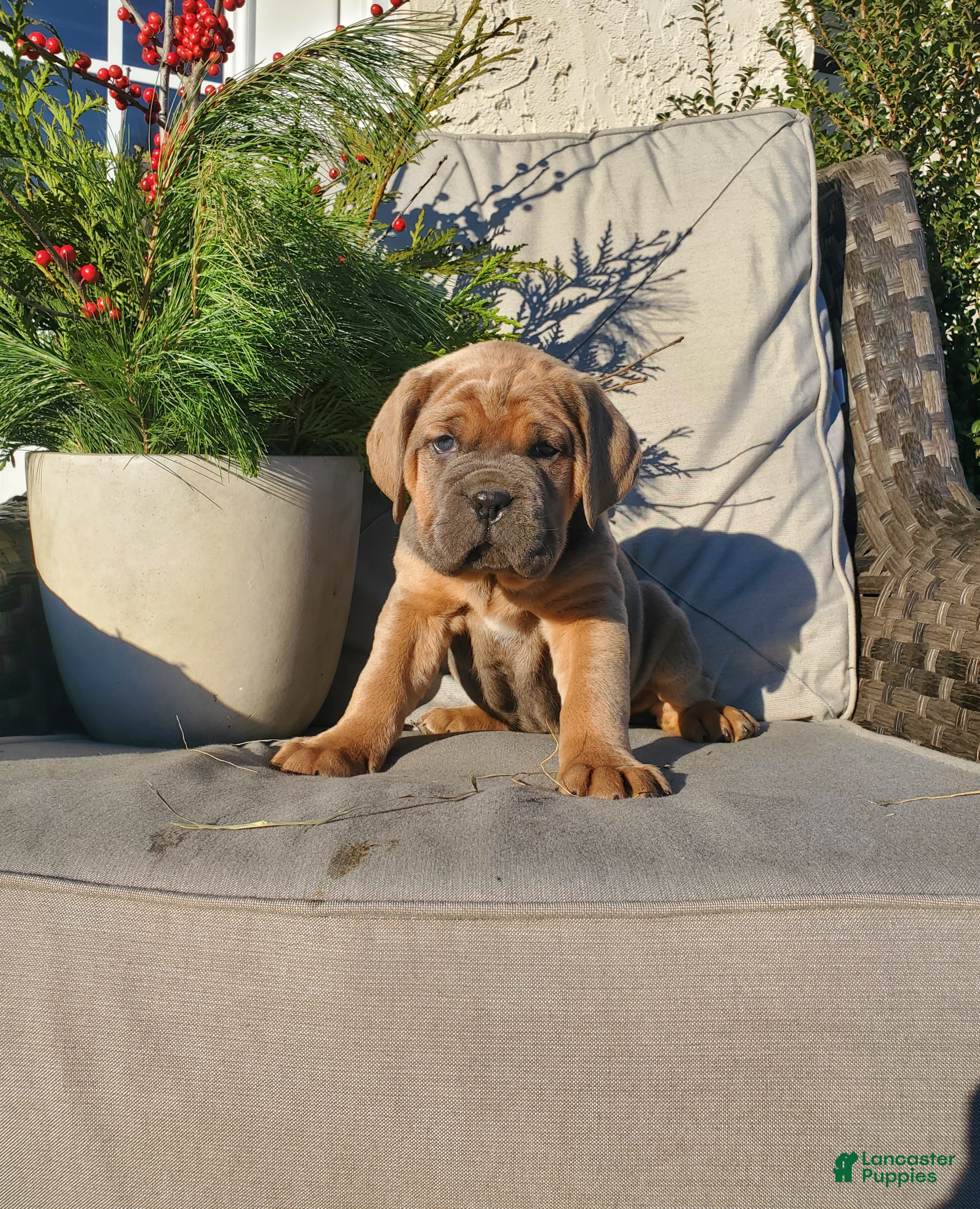 Cane Corso dogs Hailey - Ad 12