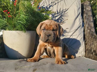 Cane Corso dogs Hailey - Ad 23