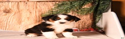 Miniature Australian Shepherd dogs for sale: Blitzen - Ad 4