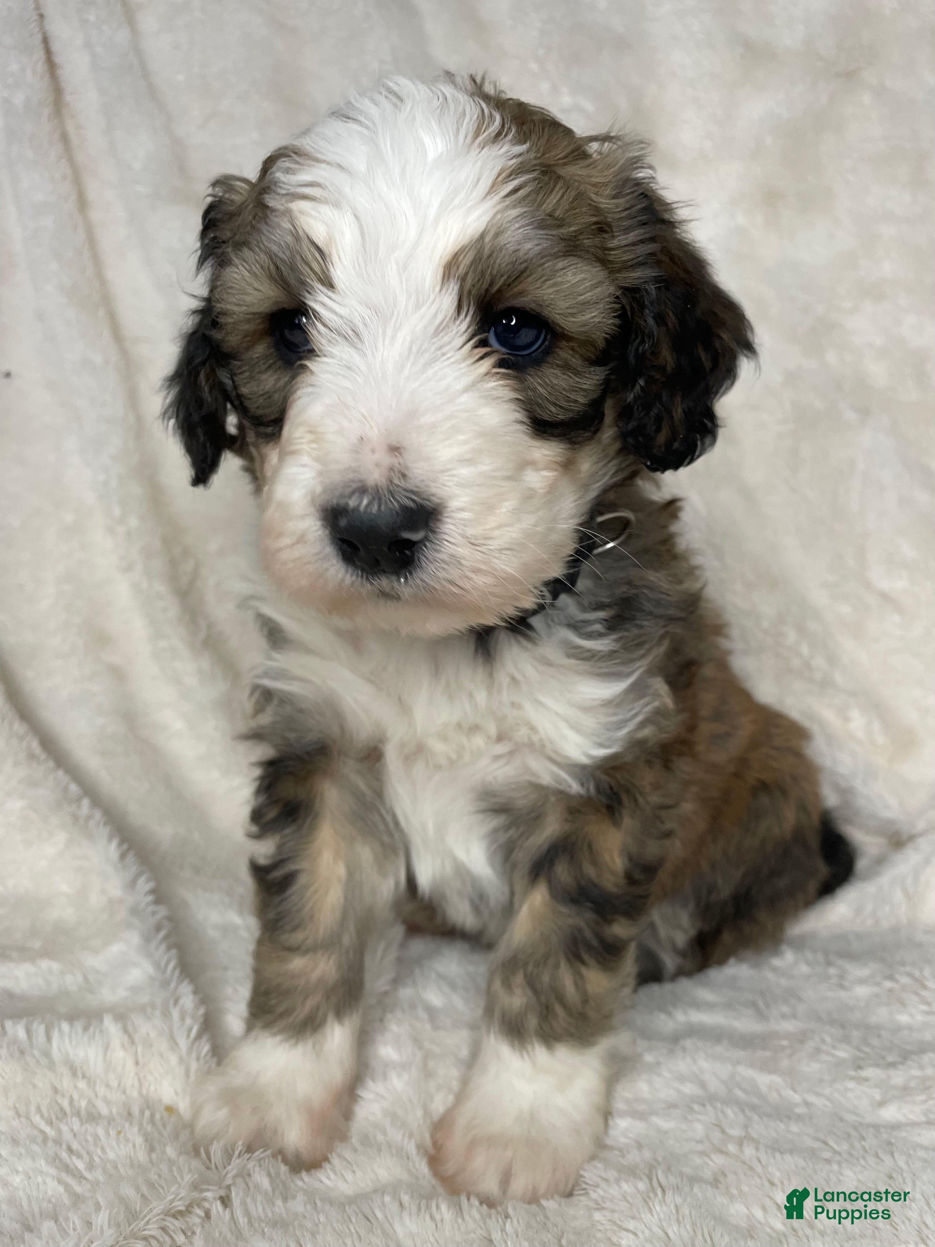 Bernedoodle dogs for sale: Chester - Ad 2