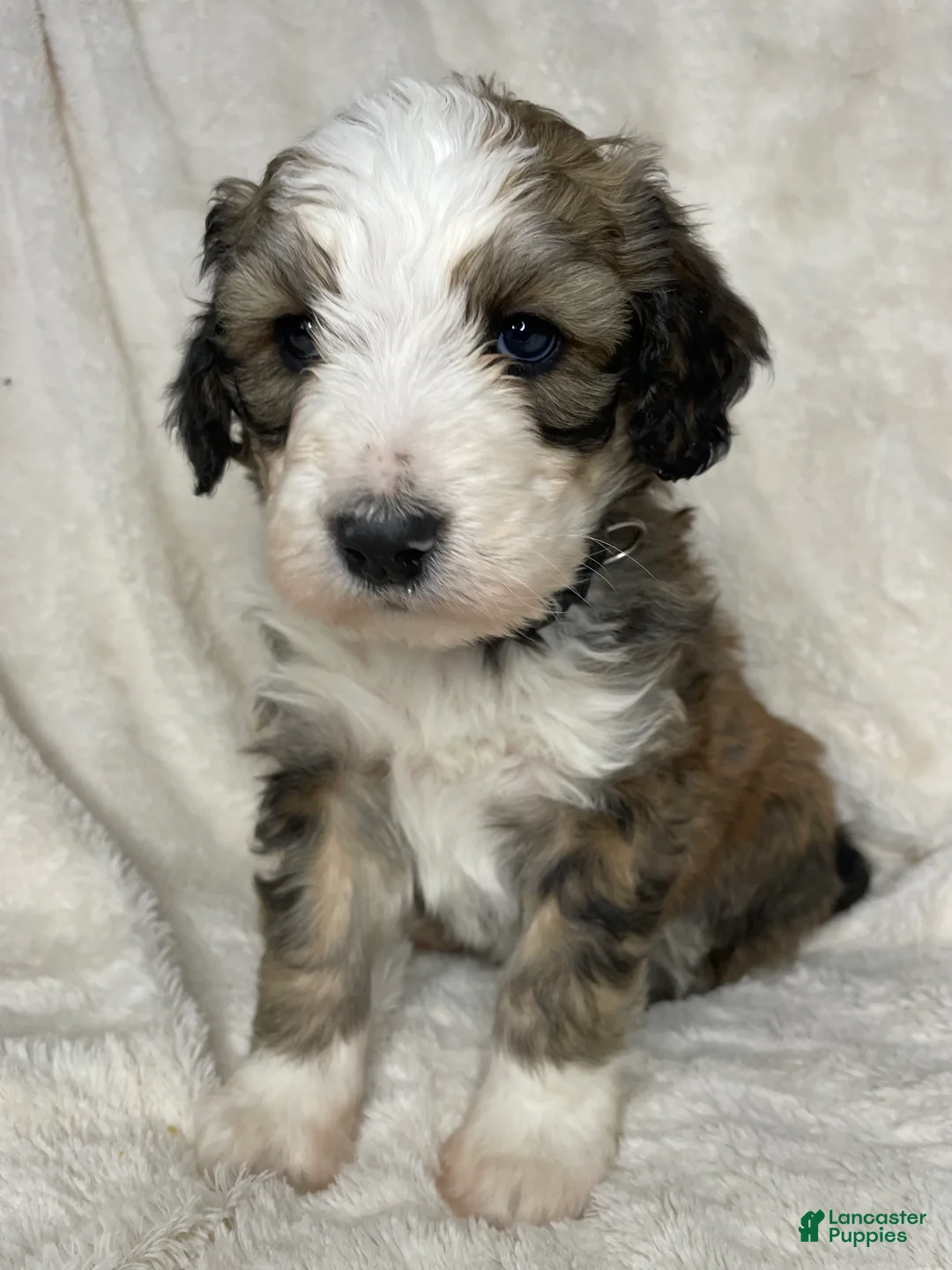 Bernedoodle dogs for sale: Chester - Ad 1