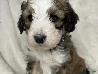 Bernedoodle dogs for sale: Chester - Ad 2