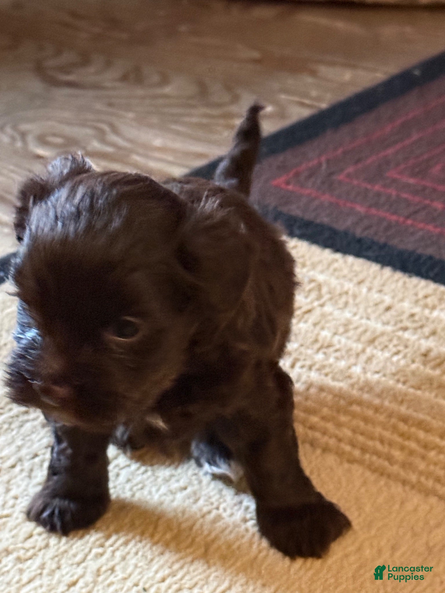 Mixed Breed dogs Missy - Ad 1