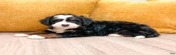 Mini Bernedoodle dogs for sale: Skye - Ad 6