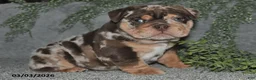 English Bulldog dogs for sale: Ashton - Ad 4