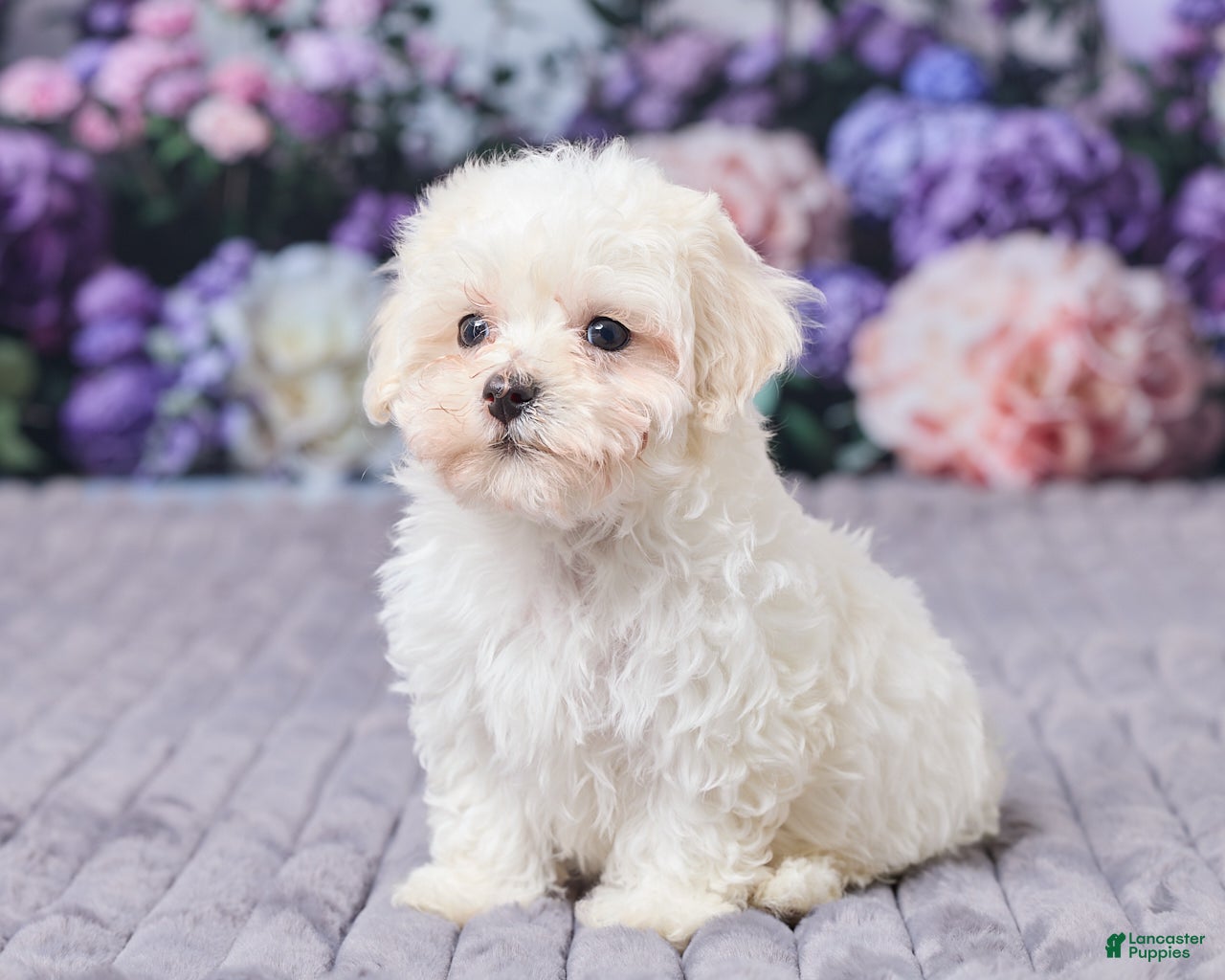 Maltipoo dogs Sally - Ad 2
