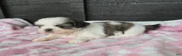 Mixed Breed dogs for sale: Shinese Lulu - Ad 5