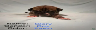 Glory is a Great Dane puppy