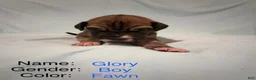 Great Dane dogs for sale: Glory is a Great Dane puppy - Ad 1