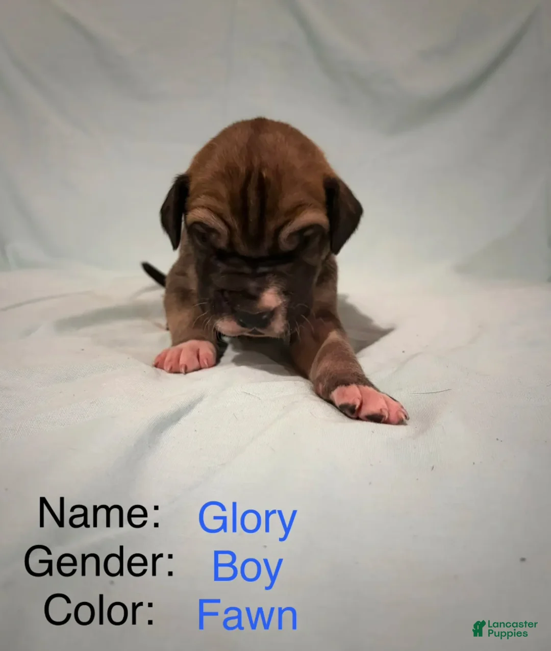 Great Dane dogs for sale: Glory is a Great Dane puppy - Ad 1