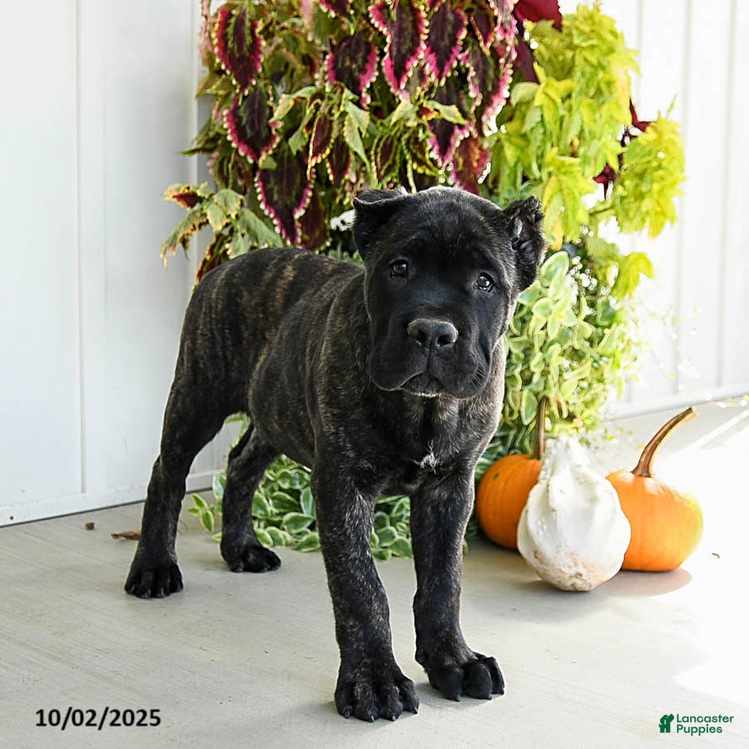 Cane Corso dogs for sale: Lance  - Ad 8
