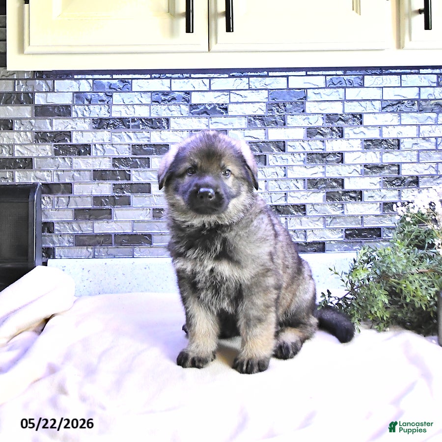 German Shepherd dogs Denver - Ad 1
