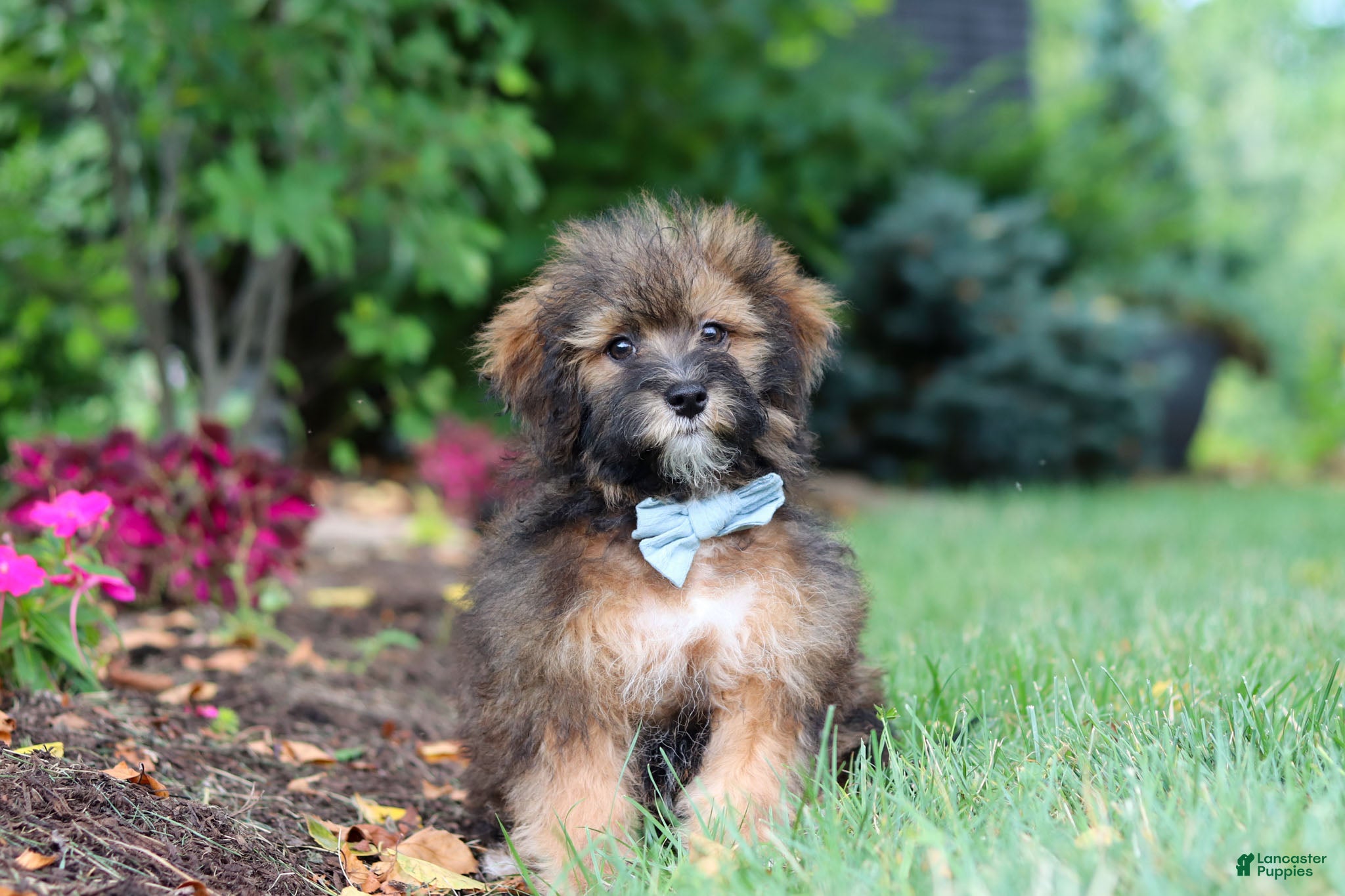 Havapoo dogs Frankie - Ad 2