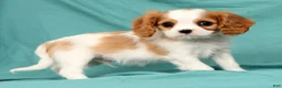 Cavalier King Charles Spaniel dogs for sale: Niko - Ad 8