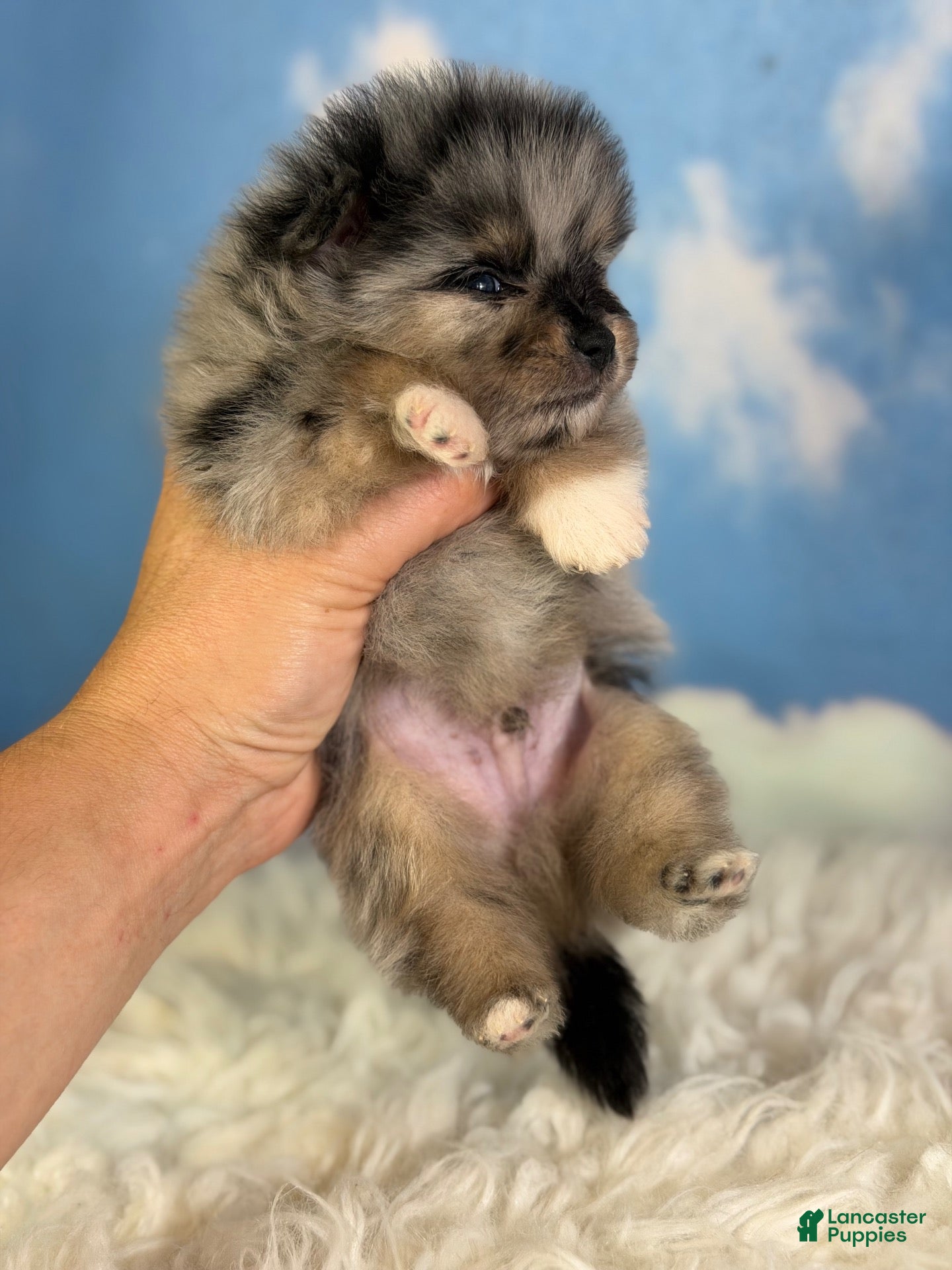 Pomeranian dogs ACA Picasso tiny - Ad 1