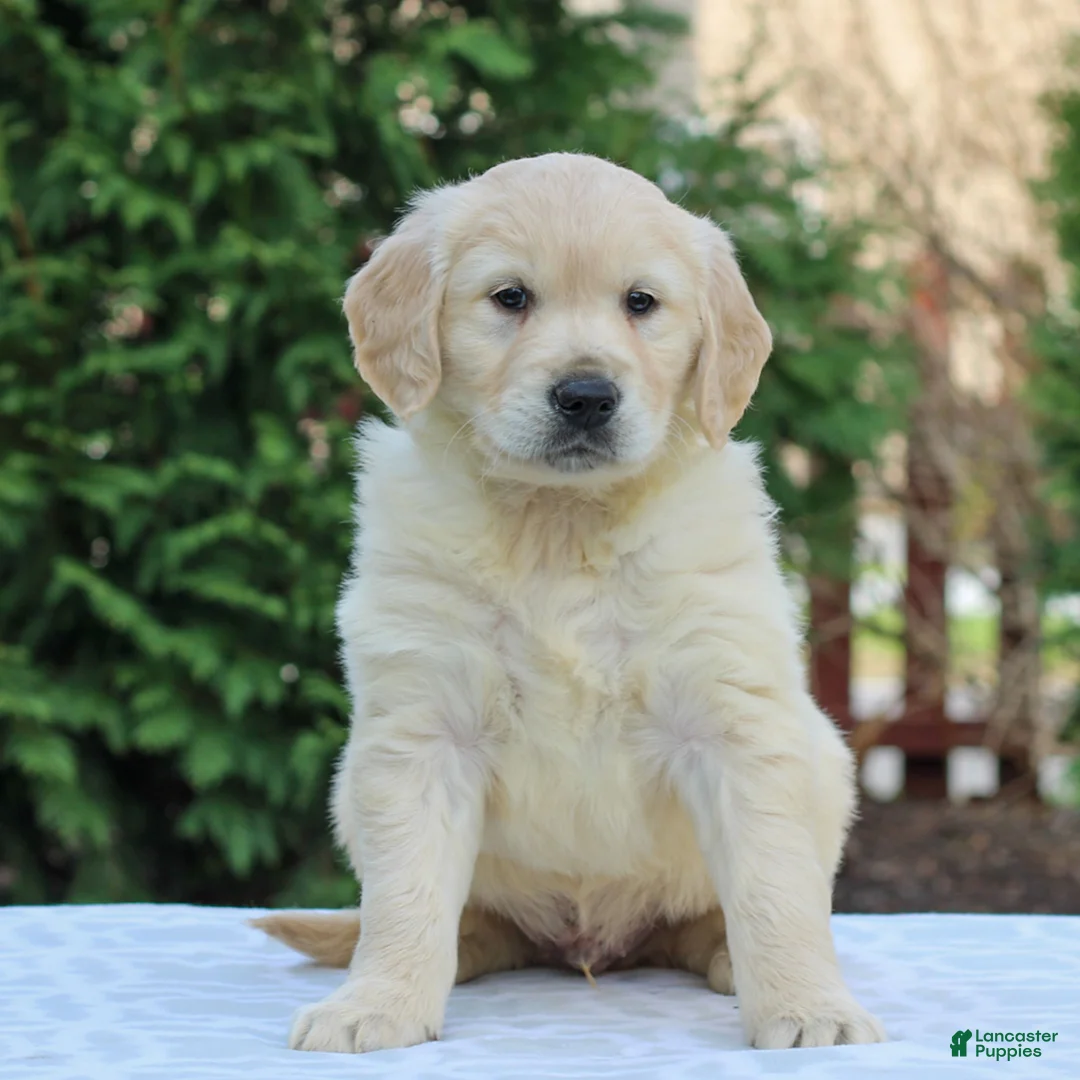 Golden Retriever dogs for sale: Ranger  - Ad 1