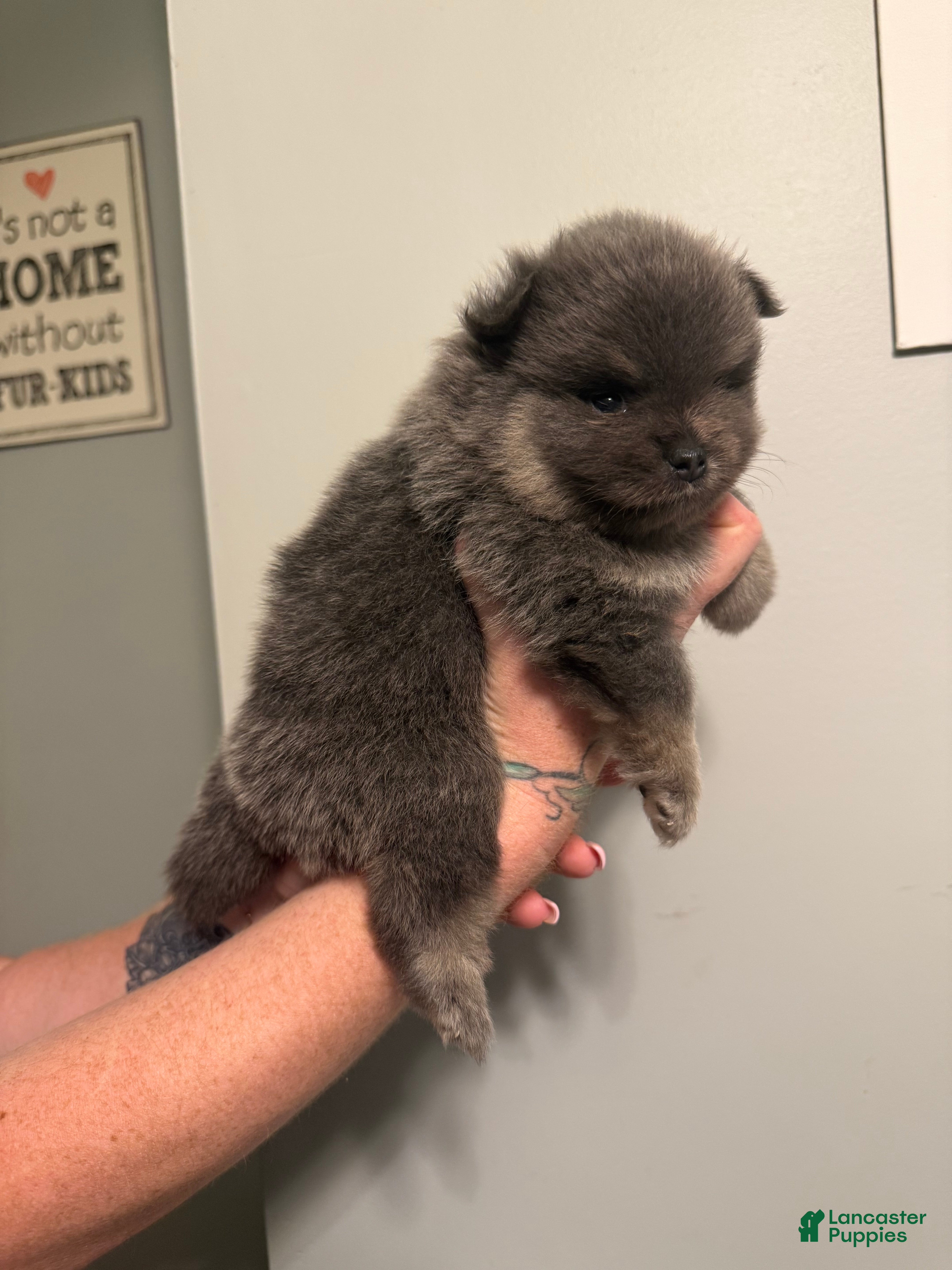 Pomeranian dogs Romeo - Ad 2