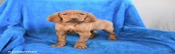 Vizsla dogs for sale: Skipper - Ad 1