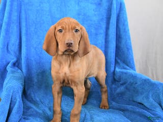 Vizsla dogs Skipper - Ad 8