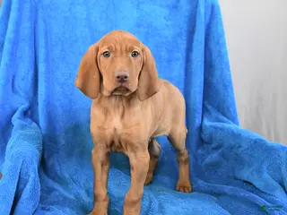 Vizsla dogs Skipper - Ad 4