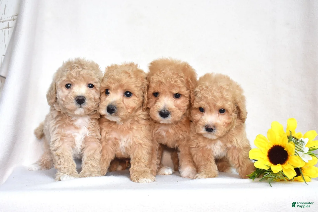 Bichpoo dogs for sale: Chex - Ad 9