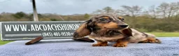 Miniature Dachshund dogs for sale: AKC Russian- Pra clear sale - Ad 8
