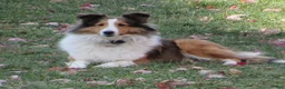 Shetland Sheepdog dogs for sale: Sydney - Ad 5