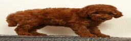 Mini Goldendoodle dogs for sale: Amber - Ad 5
