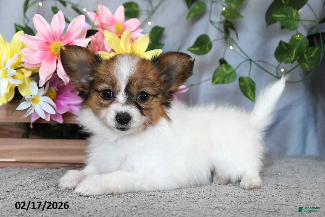 Papillon dogs for sale: Darcy - Ad 4