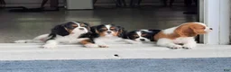 Cavalier King Charles Spaniel dogs for sale: Bambi - Ad 7