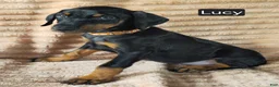 Doberman Pinscher dogs for sale: Lucy - Ad 2