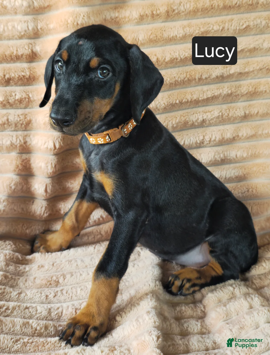 Doberman Pinscher dogs for sale: Lucy - Ad 2