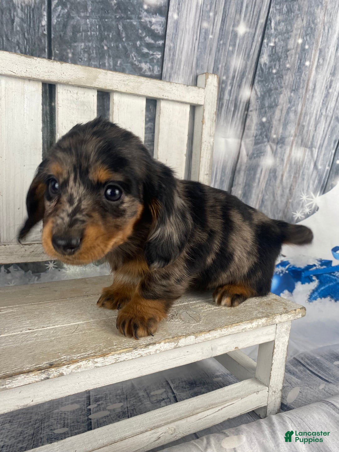 Miniature Dachshund dogs for sale: Donna - Ad 8