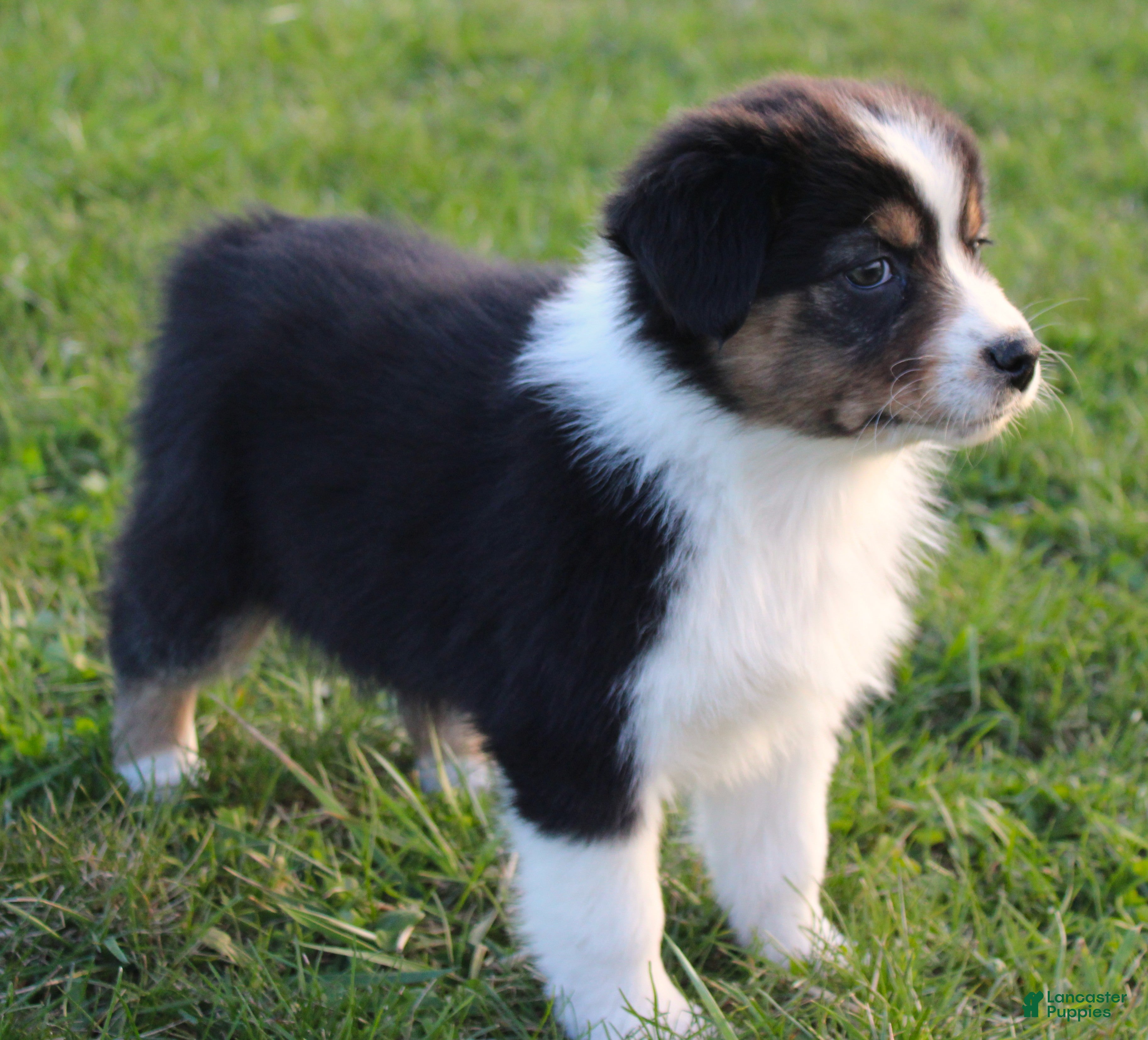 Australian Shepherd dogs Twig - Ad 1